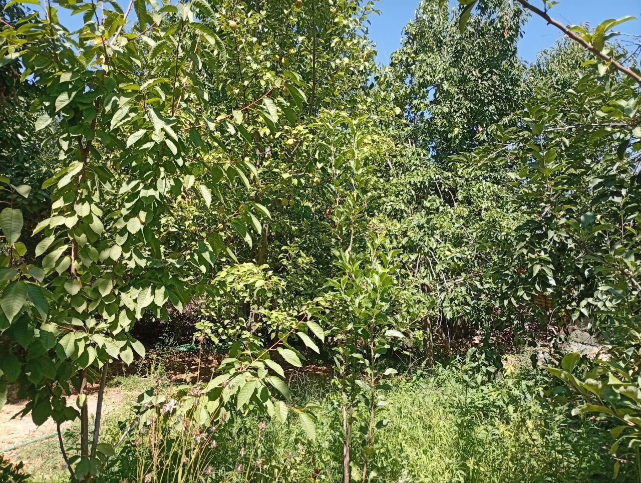 Продаётся участка чарвак