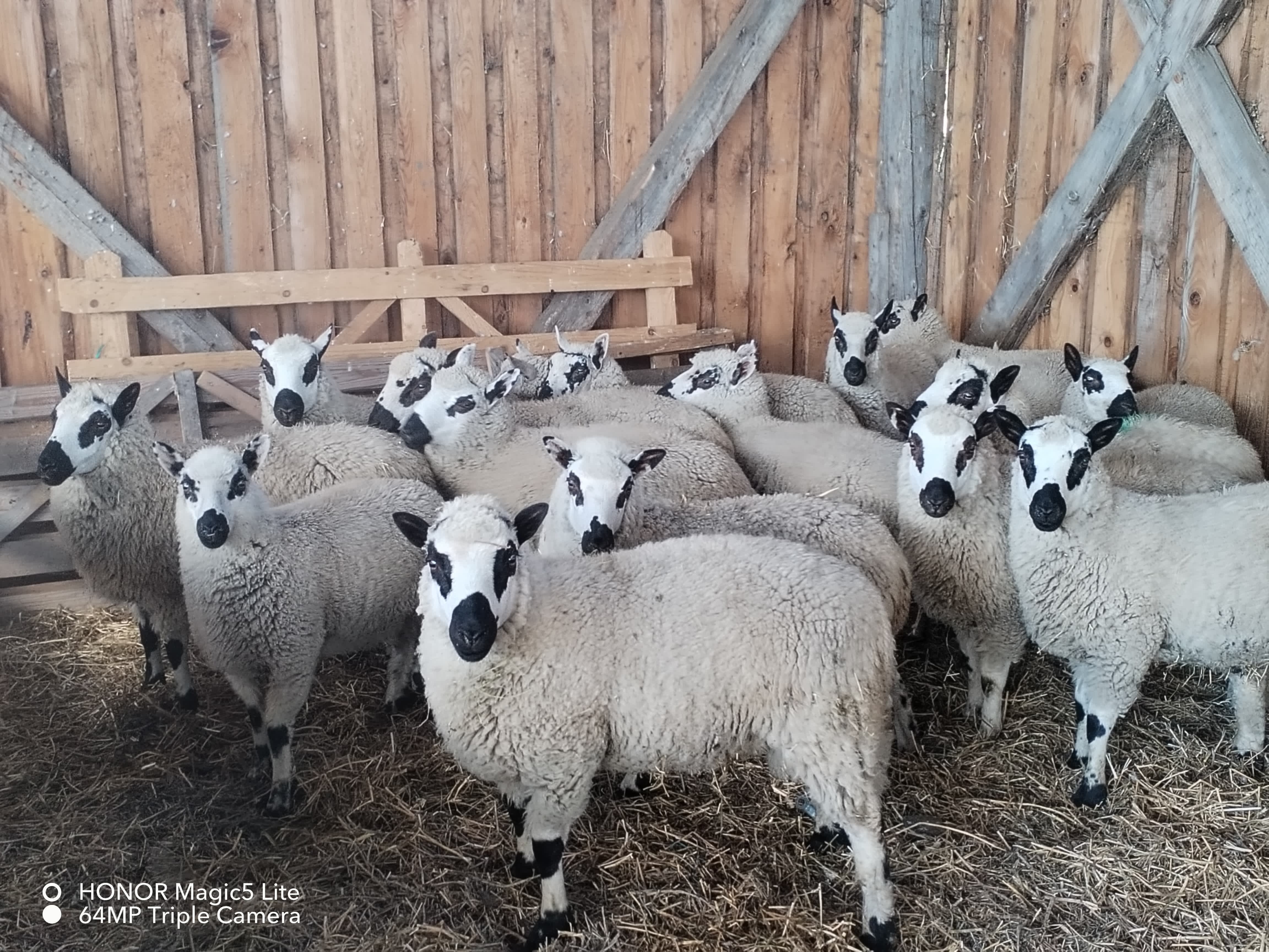Mieluțe + berbecuți rasa de carne Kerry Hill