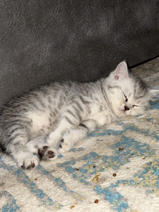 котенок Скотиш страйт