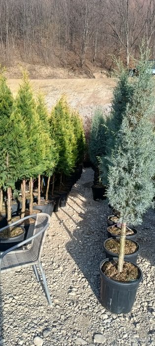 Vând plante ornamentale