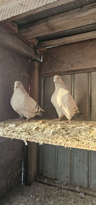 De vânzare porumbei standard sidefat.