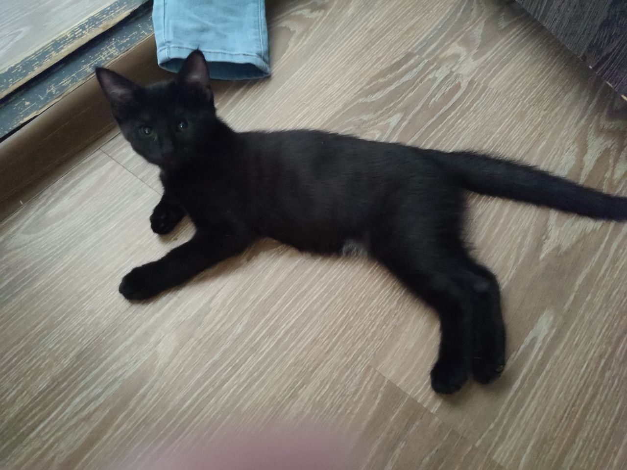 Котята бенгальские