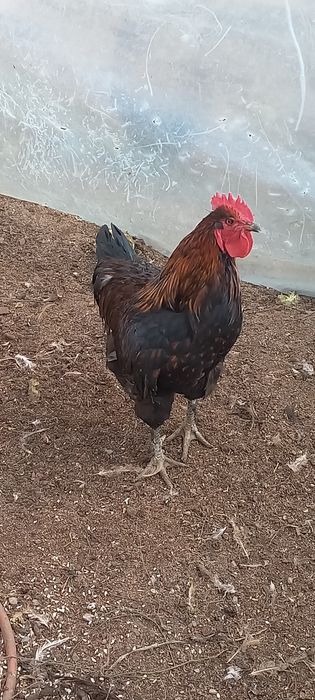 Продам разнопородных петухов на смену крови.