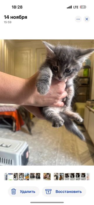 Котенок 2 месячный