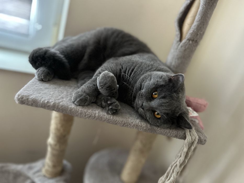 British shorthair