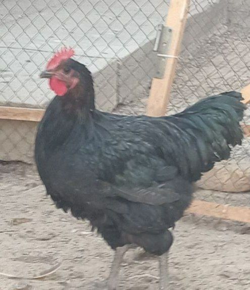 Асалому алайкум  Хан хяп хурозлари ва Жерси хурозлари