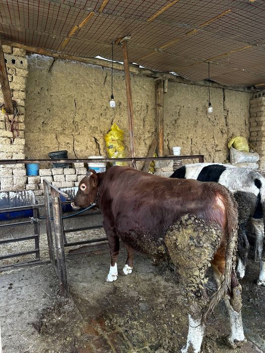 Mol sotiladi kilosi 70 ming sum