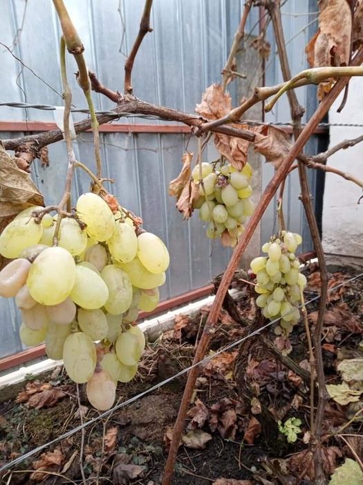 Butași de vita de vie de anul 3