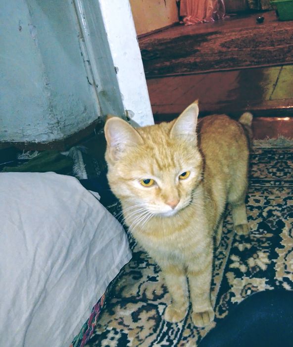 Катйонка очень красивая и игривая