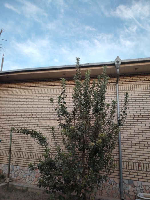 Srochna hovli sotiladi