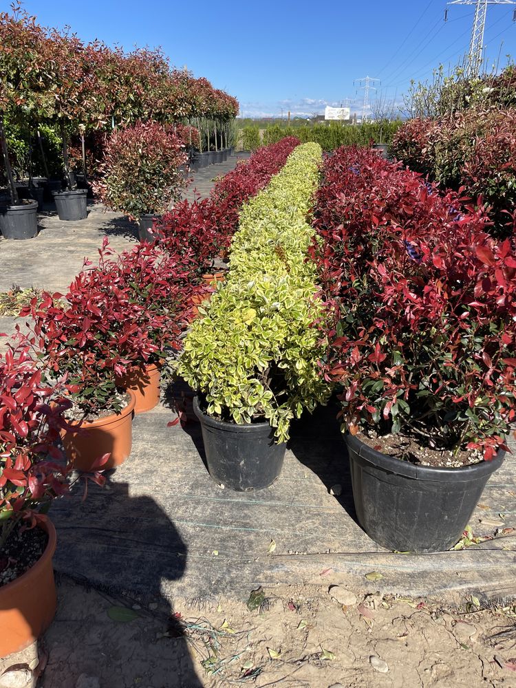 Photinia si alte plante ornamentale