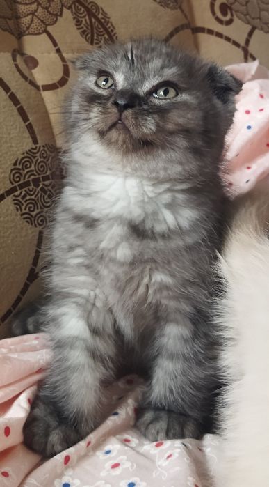 Шотландский котёнок Фолд.