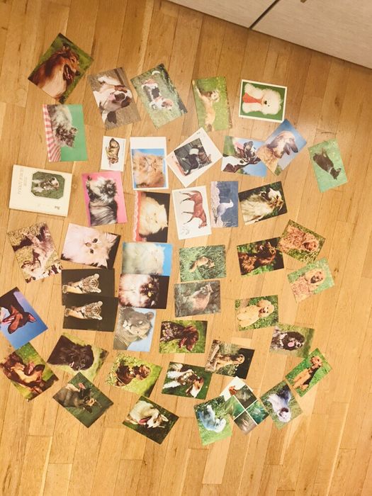 Колекция картички животни с описание