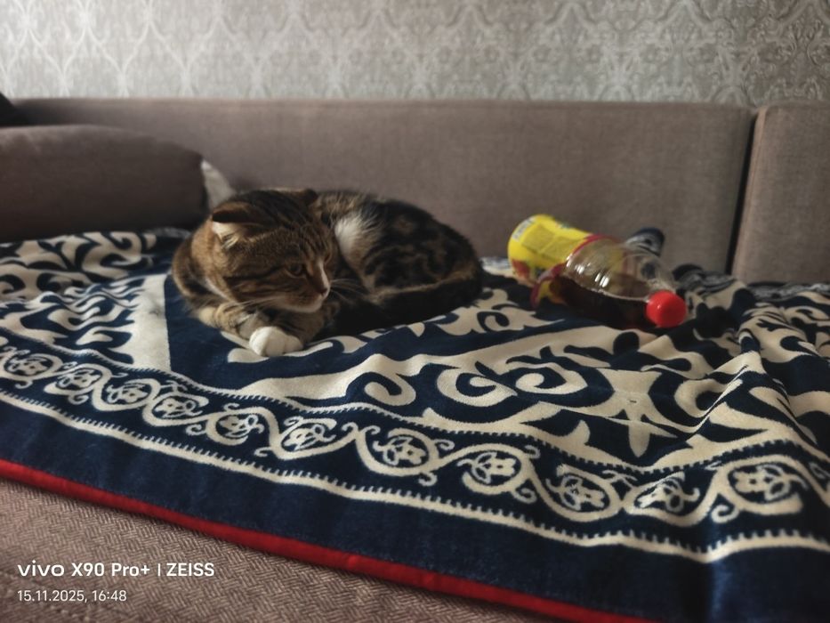 Продам кота и макси чай