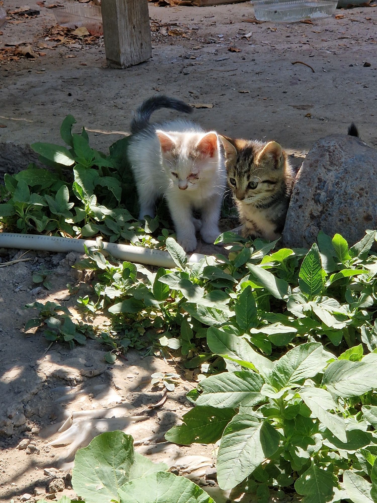 Котята бесплатно