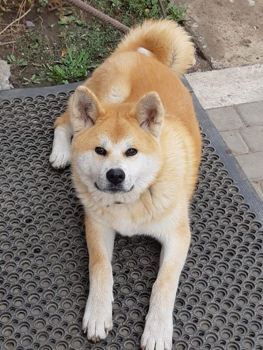 Собачья шерсть пух