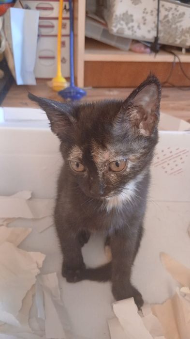 Кошечка бесплатно