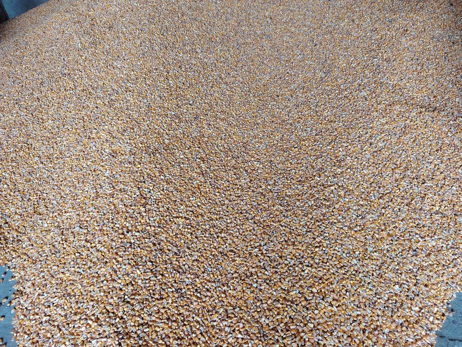 Baloți de lucernã și porumb