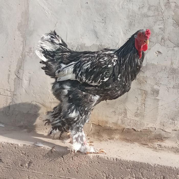 Berama  tovuq va xurozlar sotiladi