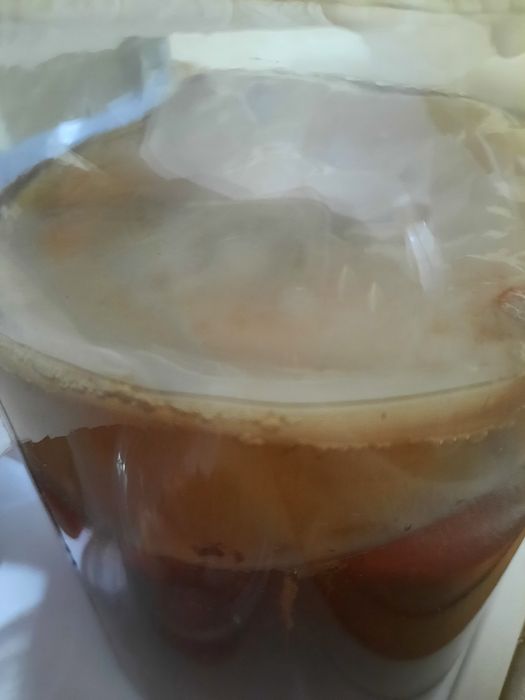 Kefir de apa, Kombucha, JUN- kit starter