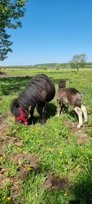 Vand sau schimb 2 poneițe negre