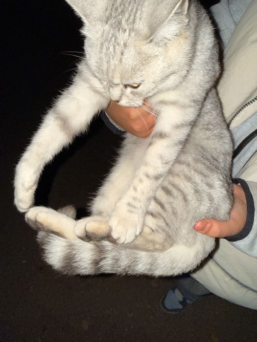 кошка , нашли на улице , помоему домашняя