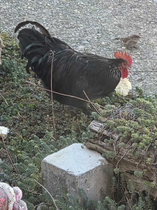Găinii și cocoșii de vânzare.