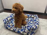 Кучешко / котешко легло в синьо - бял цвят + подарък играчка