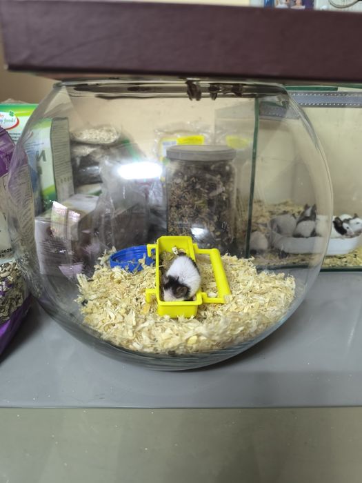 Подарявам Мишки панда