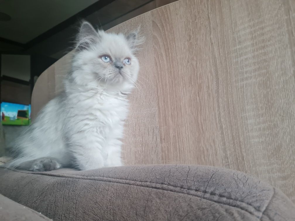 Персийско коте/колорпойнт