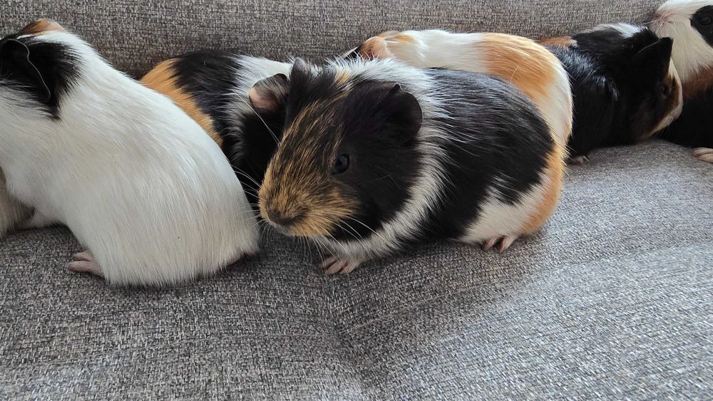 Pui de porcusori de Guineea!