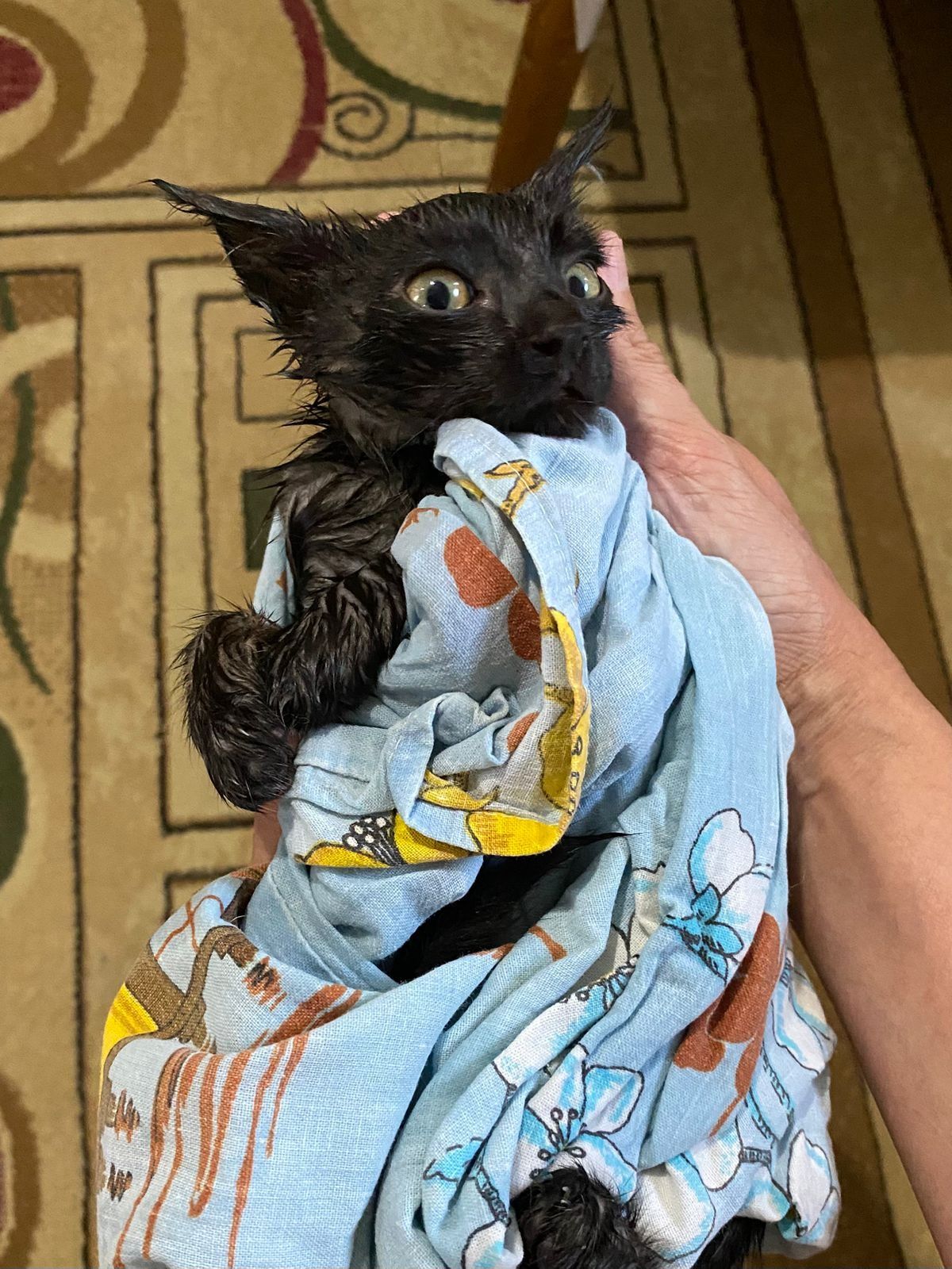 Котёнок в добрые руки