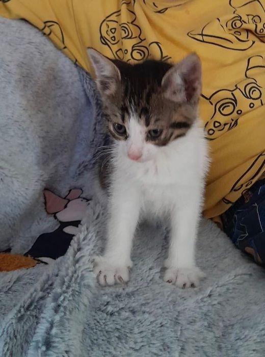 Pisicuța spre adopție