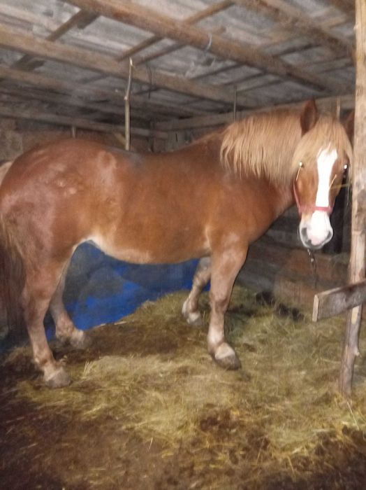 Iapă  de vânzare  de 5 ani blanda