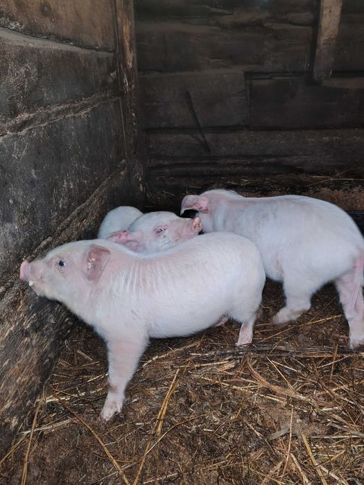 Ландрасы Поросята