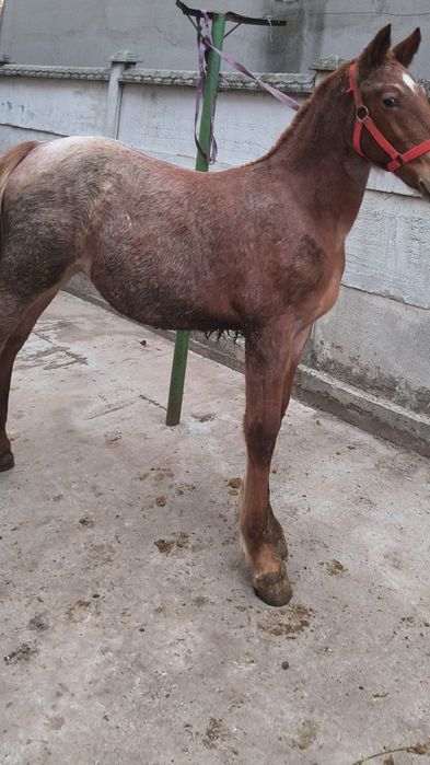 De vânzare sau schimb cu Animale vitai etc