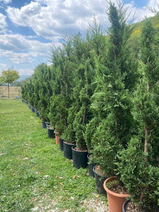 thuia   leilandii plante  ornamentale