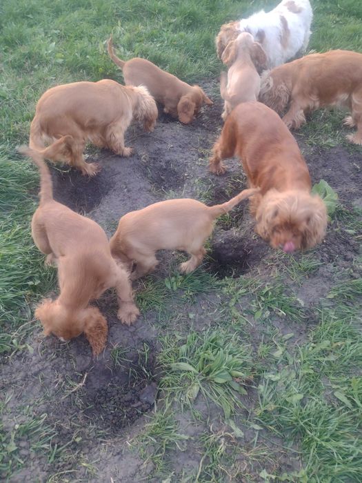 Кокер шпаньол, американски