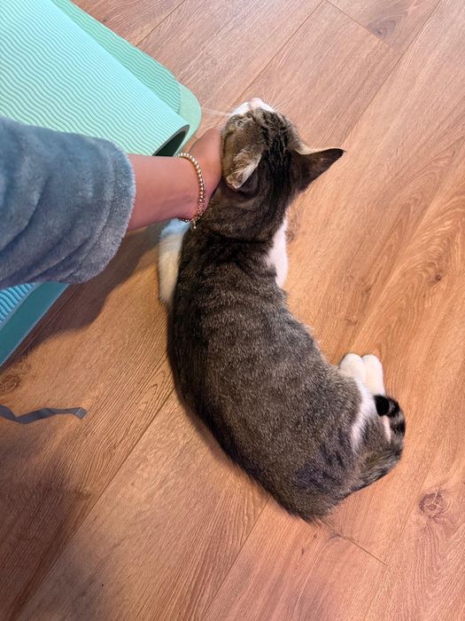 Mitzi isi cauta casa