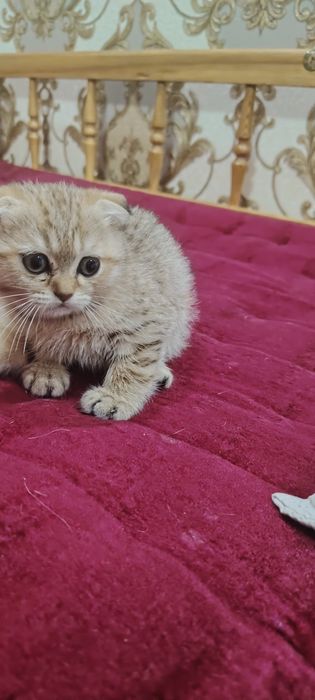 Fold tigroviy  shinshila