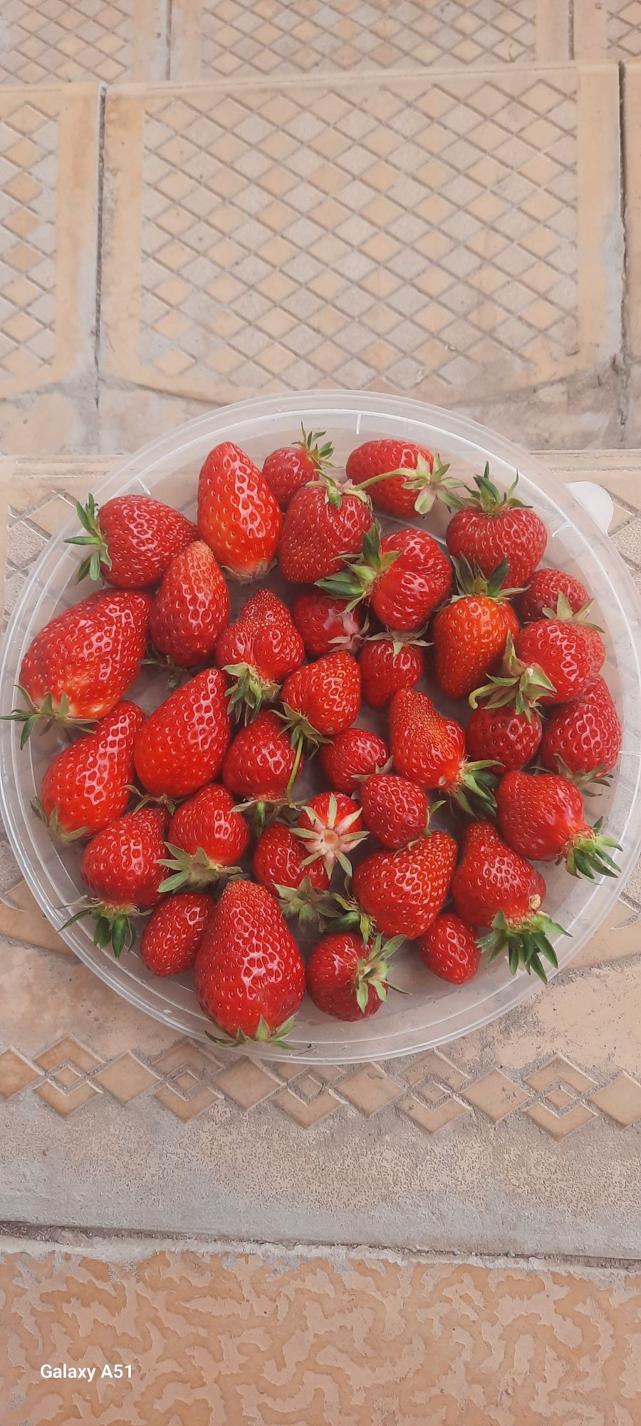 Kinsberry mevasi bor 5-10kg kun ora