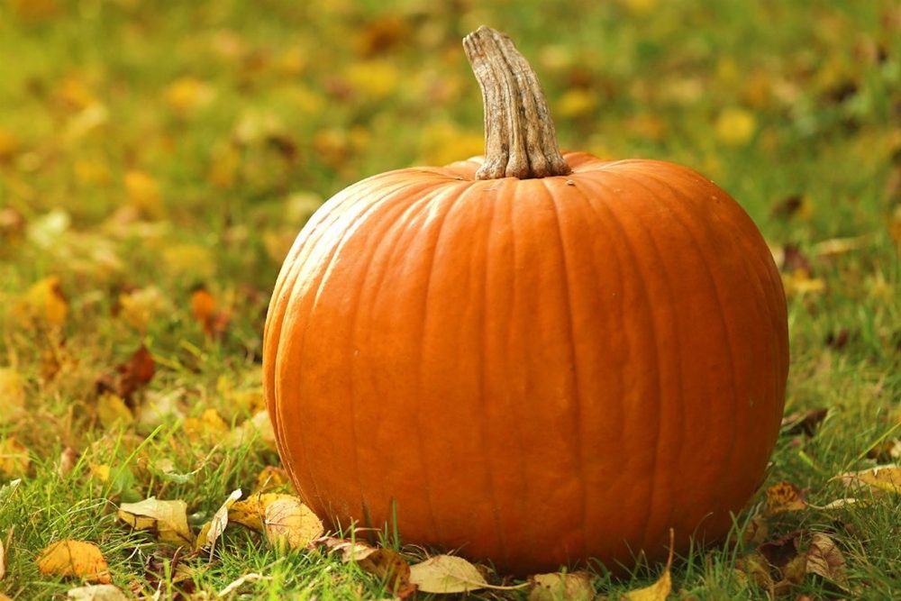 Продам тыкву домашнюю