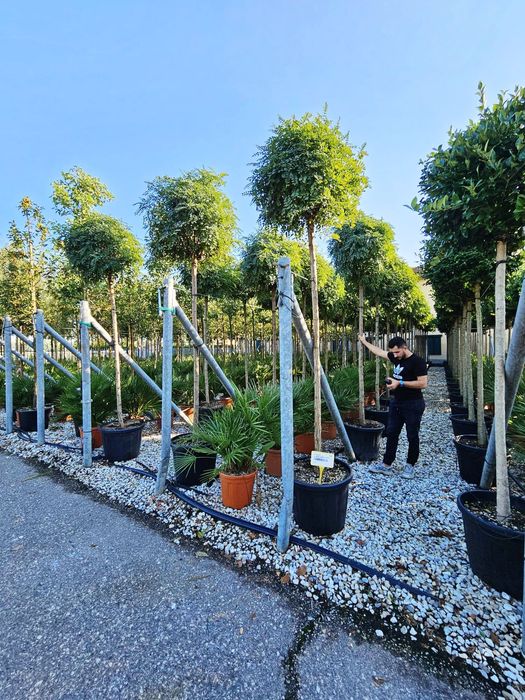 Vând plante ornamentale de calitate superioara