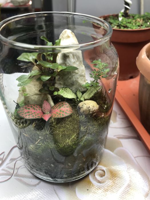 Продам закрытый флорик мохариум!