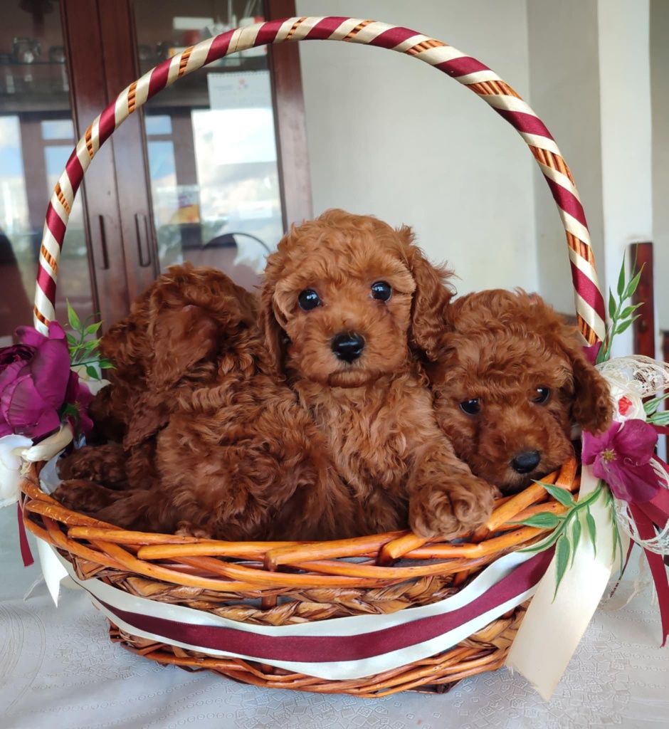 Той Пудел (teacup)