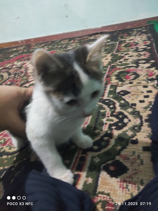 Қыз пышықлар беріледі