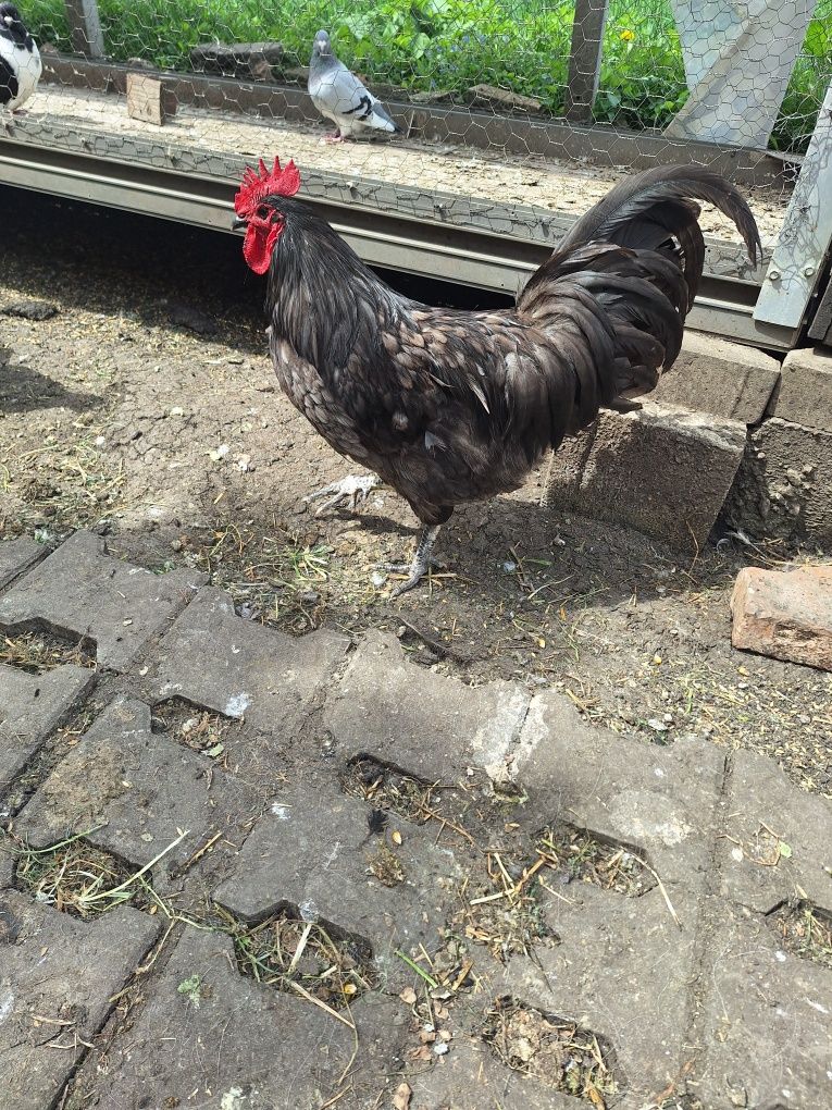 Vând cocos australorp