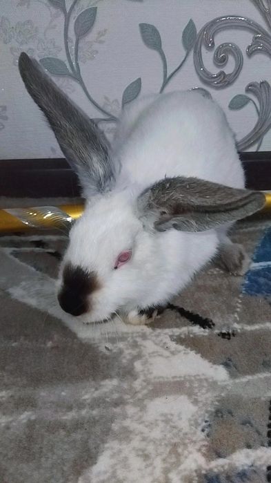 Kaliforniya zotli quyonla sotiladi 2 oylikdan o‘ti