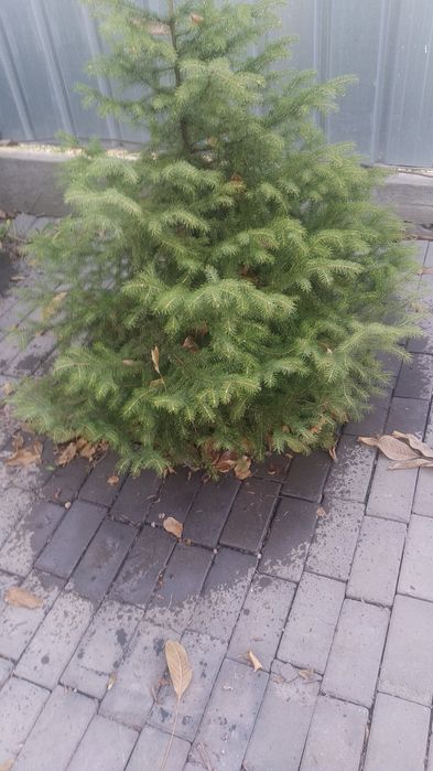 Ёлка ёлка ёлочка живая