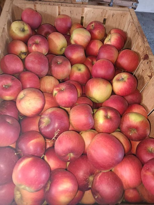 Vand mere de consum ionathan si golden